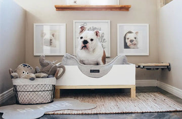 Creating the Perfect Pet Corner in Your Home