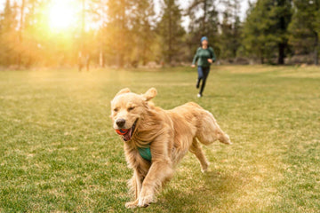 Pet Safety: Choosing the Right Accessories for Outdoor Adventures