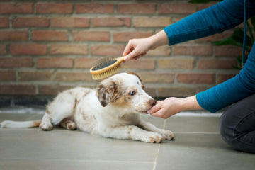 Choosing the Best Grooming Tools for Your Pet’s Coat